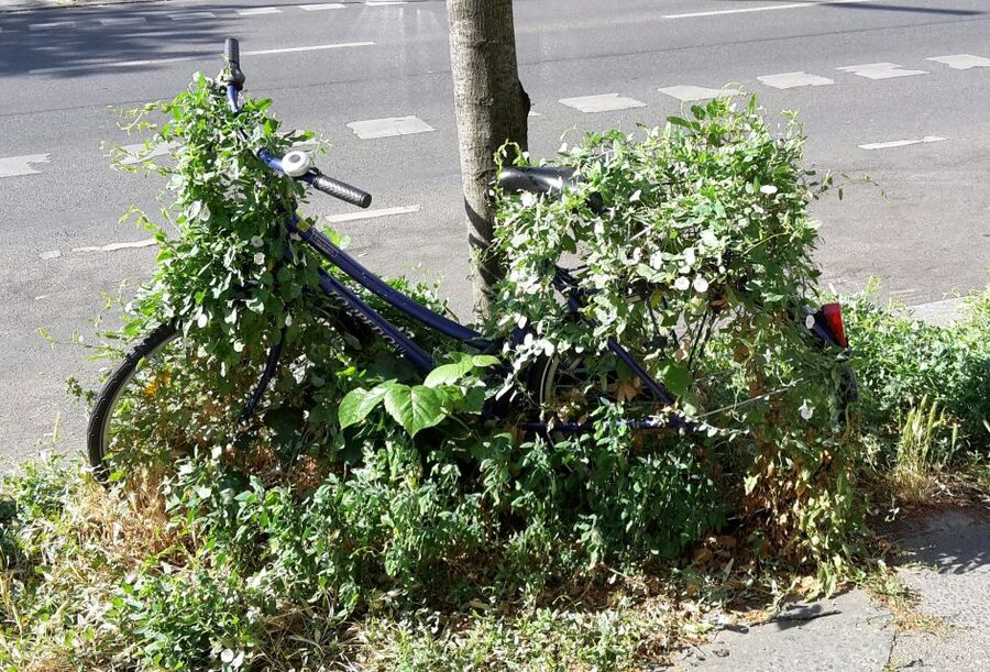 Berlin: Street Art and Alternative Tour - Is $31 a fair price?