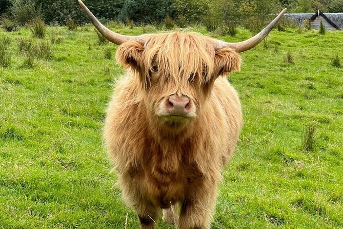 Highland Cows, Glasgow Cathedral, Murals, Kelpies Half Day Tour - Midhope Castle and the Outlander connection