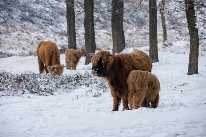 Highland Cows, Glasgow Cathedral, Murals, Kelpies Half Day Tour - The Kelpies: Scotland’s giant horse sculptures
